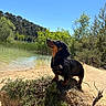 Archie a rejoint le concours — aidez-le/la à gagner de superbes lots ! dog, dachshund, outdoor, sunshine, sand, greenery, blue_sky, nature, pet, animal, small_dog, hiking, adventure, portrait, canine, summer, landscape, happy, brown, black