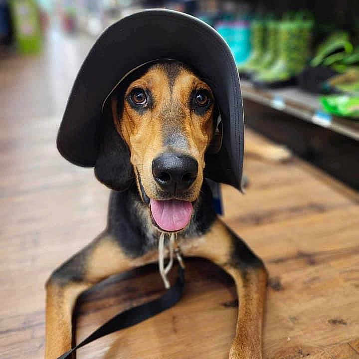 Roscoe joined the competition — help win amazing prizes! accessories, animal, baseballcap, beagle, canine, cap, clothing, dog, dogbed, grocerystore, hardwood, hat, hound, pet, puppy, shop, snout, strap, sunhat, wood