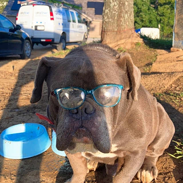Brutus is registered to the contest to win money with this photo: animal, architecture, building, canine, caravan, dog, face, head, outdoors, person, pet, photography, plant, portrait, shelter, soil, transportation, tree, van, vehicle