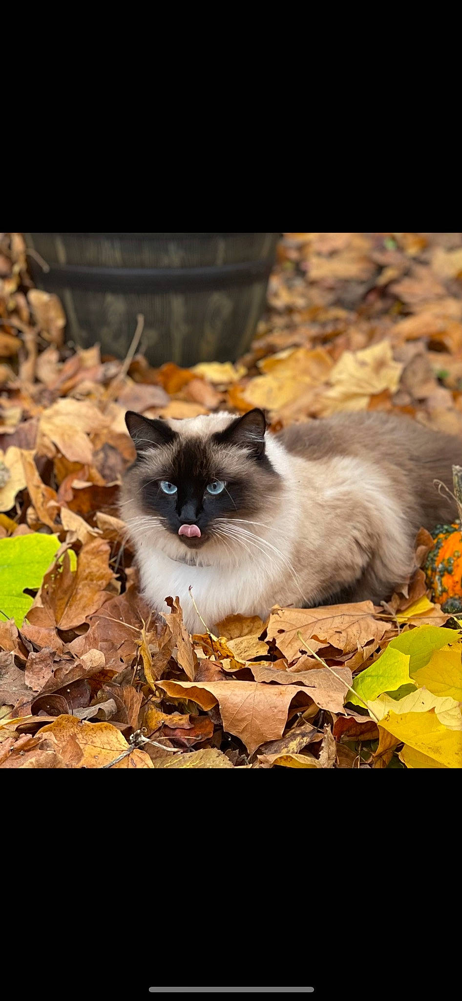 Hemi is registered to the contest to win money with this photo: birman, carnivore, cat, fawn, felidae, fur, gas, grass, iris, nature, organism, ragdoll, siamese, small_to_medium_sized_cats, snout, tail, terrestrial_animal, thai, whiskers, wildlife