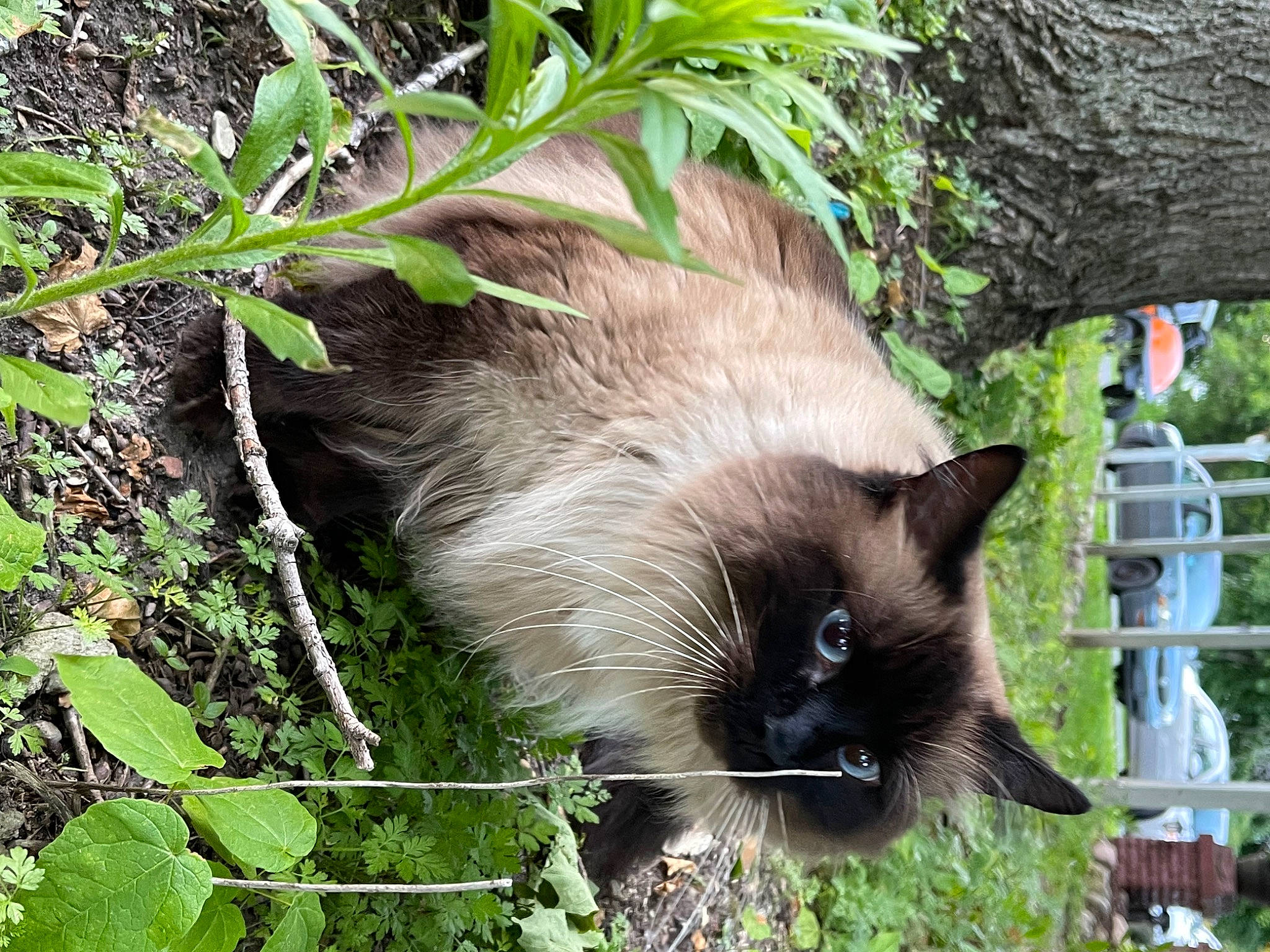 Hemi joined the competition — help win amazing prizes! balinese, birman, carnivore, cat, fawn, felidae, fur, grass, groundcover, plant, siamese, small_to_medium_sized_cats, snout, tail, terrestrial_animal, thai, tree, whiskers, wildlife