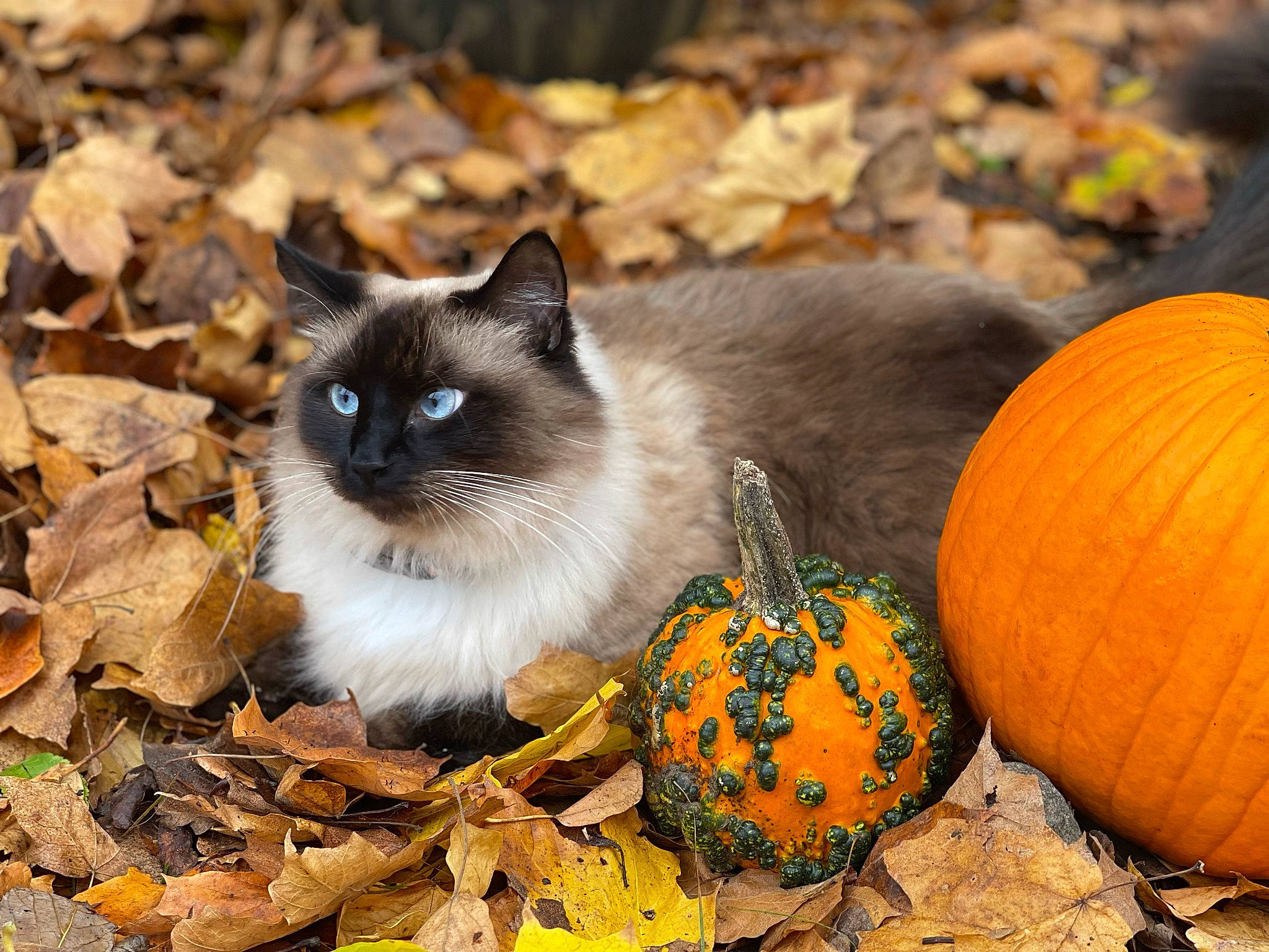 Hemi joined the competition — help win amazing prizes! calabaza, carnivore, cat, cucurbita, eye, fawn, felidae, gourd, grass, natural_foods, organism, plant, pumpkin, siamese, small_to_medium_sized_cats, snout, squash, vertebrate, whiskers, winter_squash
