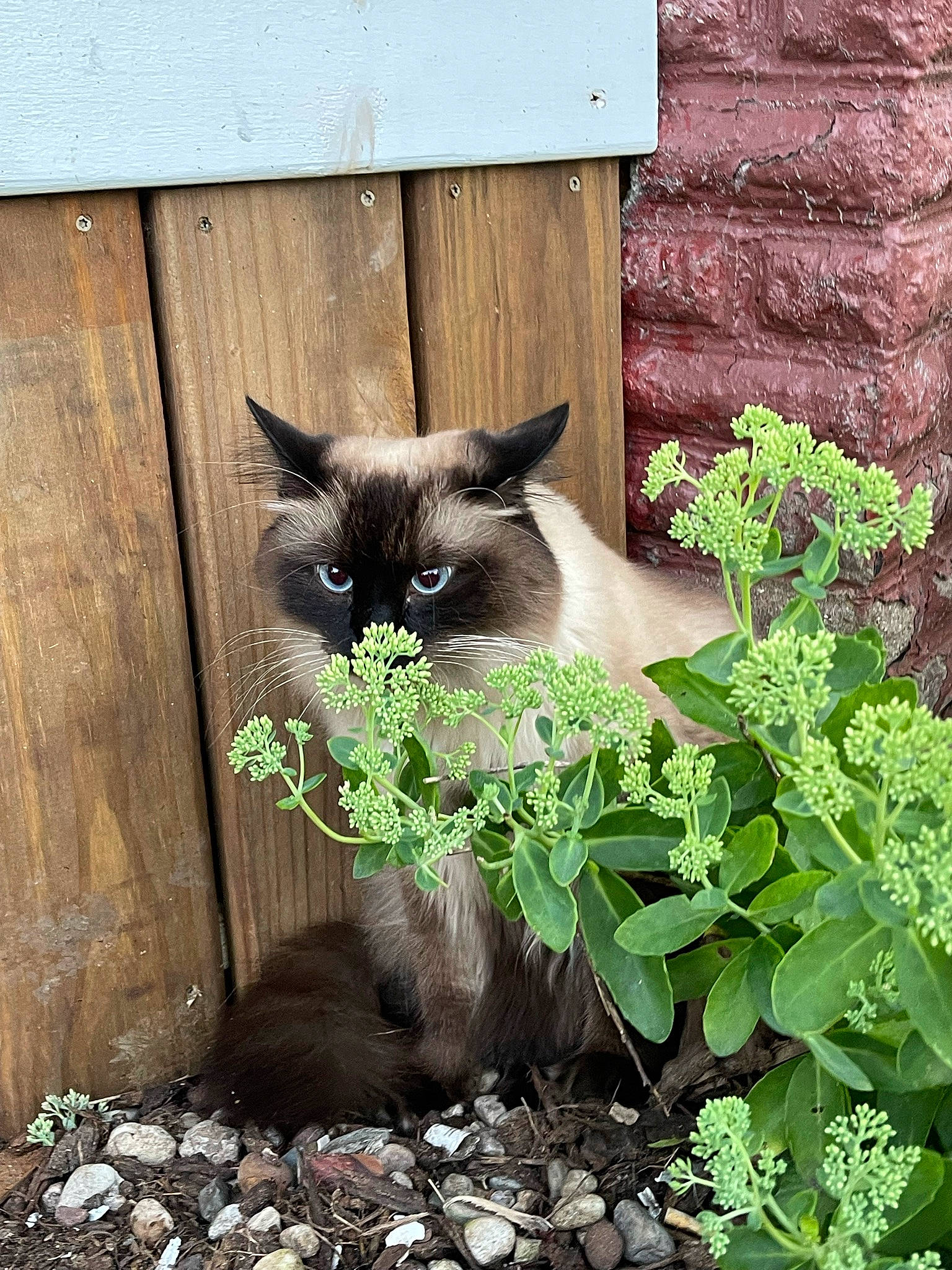 Hemi joined the competition — help win amazing prizes! annual_plant, balinese, carnivore, cat, fawn, felidae, fur, grass, groundcover, herb, houseplant, plant, siamese, small_to_medium_sized_cats, snout, tail, thai, whiskers, window, wood