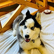 Blu is registered to the contest to win money with this photo: husky, puppy, dog, blue_eyes, white_fur, black_fur, indoor, wooden_furniture, sheet, pet, animal, cute, fluffy, laying_down, happy, tongue_out, collar, young_dog, domestic_animal, companion
