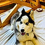 husky, puppy, dog, blue_eyes, white_fur, black_fur, indoor, wooden_furniture, sheet, pet, animal, cute, fluffy, laying_down, happy, tongue_out, collar, young_dog, domestic_animal, companion