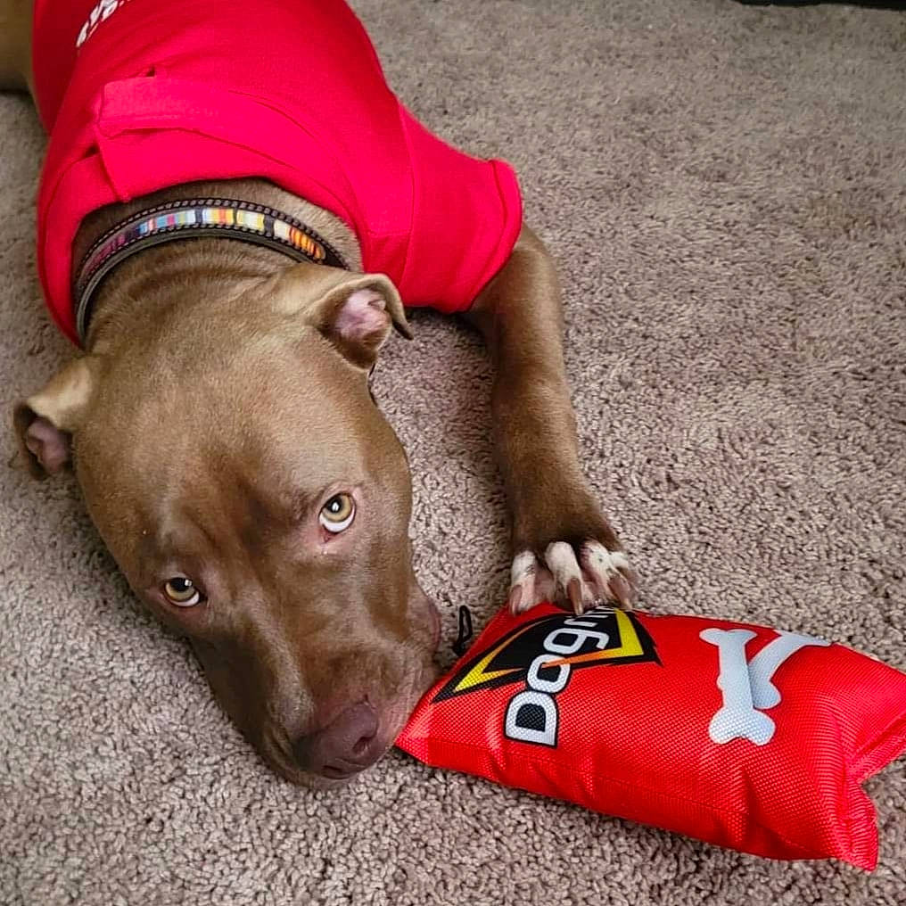 Dozer is registered to the contest to win money with this photo: aluminum_can, beverage_can, carmine, carnivore, collar, companion_dog, dog, dog_breed, dog_collar, dog_supply, fashion_accessory, fawn, human_leg, leash, liver, snout, soft_drink, sporting_group, working_animal, wrinkle