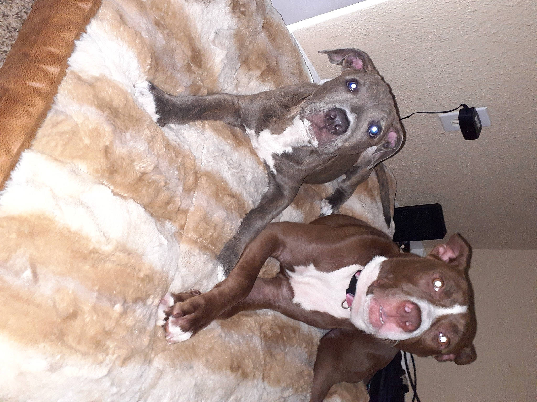 Pumpkin is registered to the contest to win money with this photo: american_pit_bull_terrier, american_staffordshire_terrier, canidae, carnivore, dog, dog_breed, fawn, non_sporting_group, pit_bull, snout, sporting_group, weimaraner