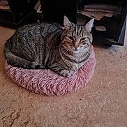 Stitch a rejoint le concours — aidez-le/la à gagner de superbes lots ! cat, tabby_cat, feline, pet, animal, resting, pink_cushion, floor, indoor, fur, whiskers, ears, tail, relaxed, cozy, texture, home, domestic, cute, sleepy