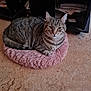cat, tabby_cat, feline, pet, animal, resting, pink_cushion, floor, indoor, fur, whiskers, ears, tail, relaxed, cozy, texture, home, domestic, cute, sleepy