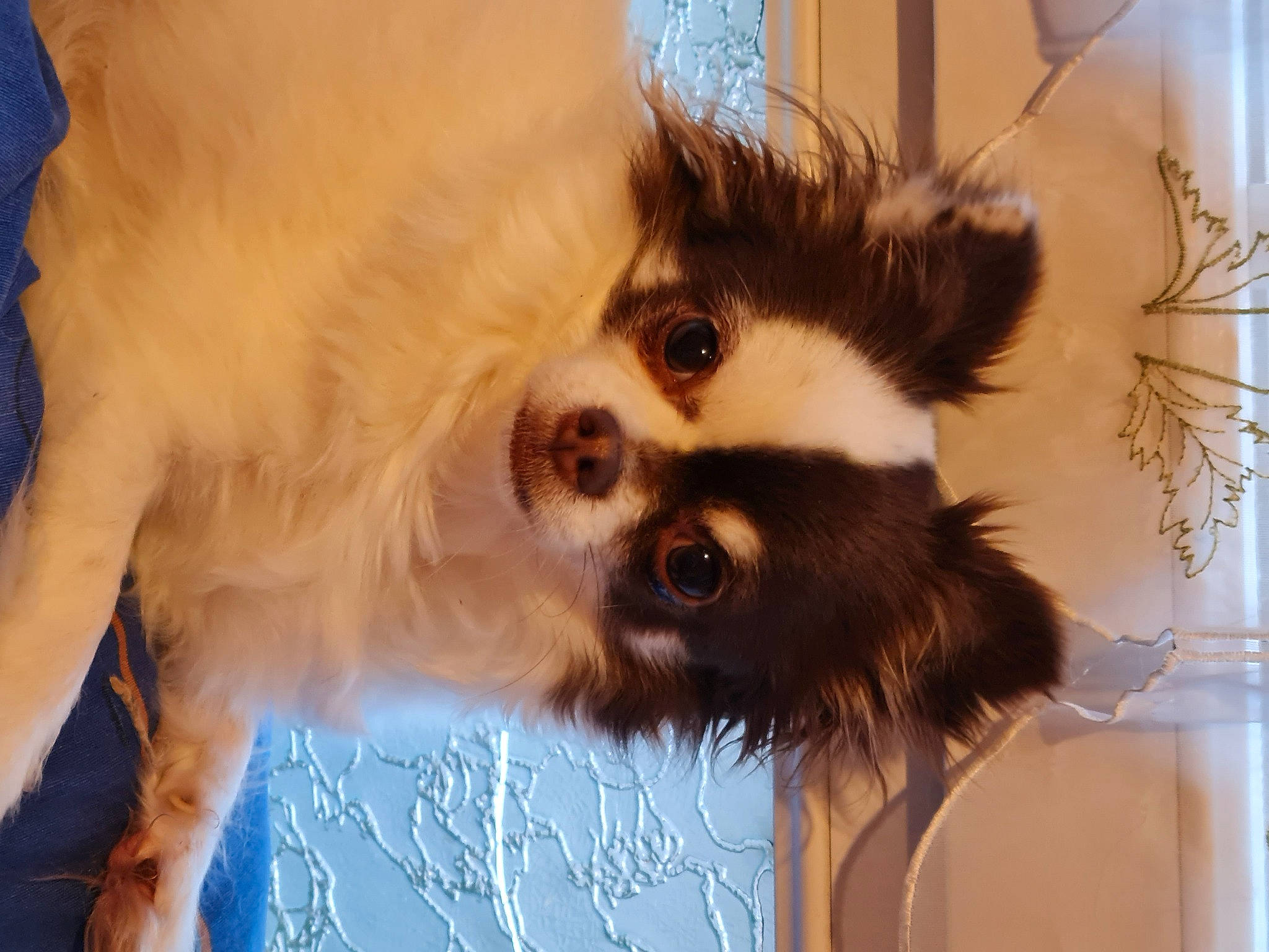 Simba a rejoint le concours — aidez-le/la à gagner de superbes lots ! canidae, carnivore, companion_dog, dog, dog_breed, fawn, felidae, fur, hair, herding_dog, paw, snout, sporting_group, tail, terrestrial_animal, toy_dog, whiskers, wildlife, working_animal, working_dog