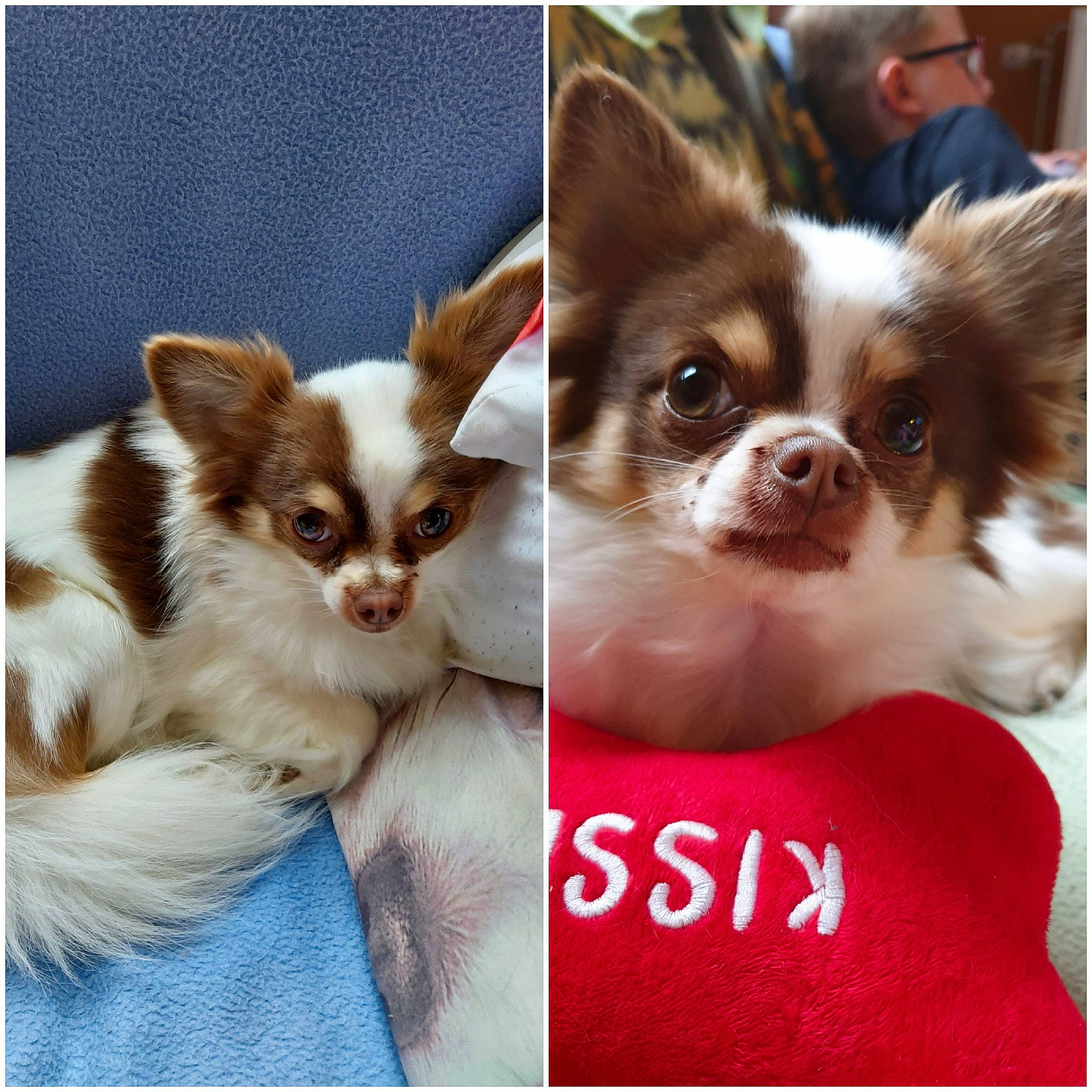 Stella a rejoint le concours — aidez-le/la à gagner de superbes lots ! canidae, carnivore, chihuahua, companion_dog, dog, dog_breed, fawn, liver, papillon, photo_caption, puppy, puppy_love, toy_dog