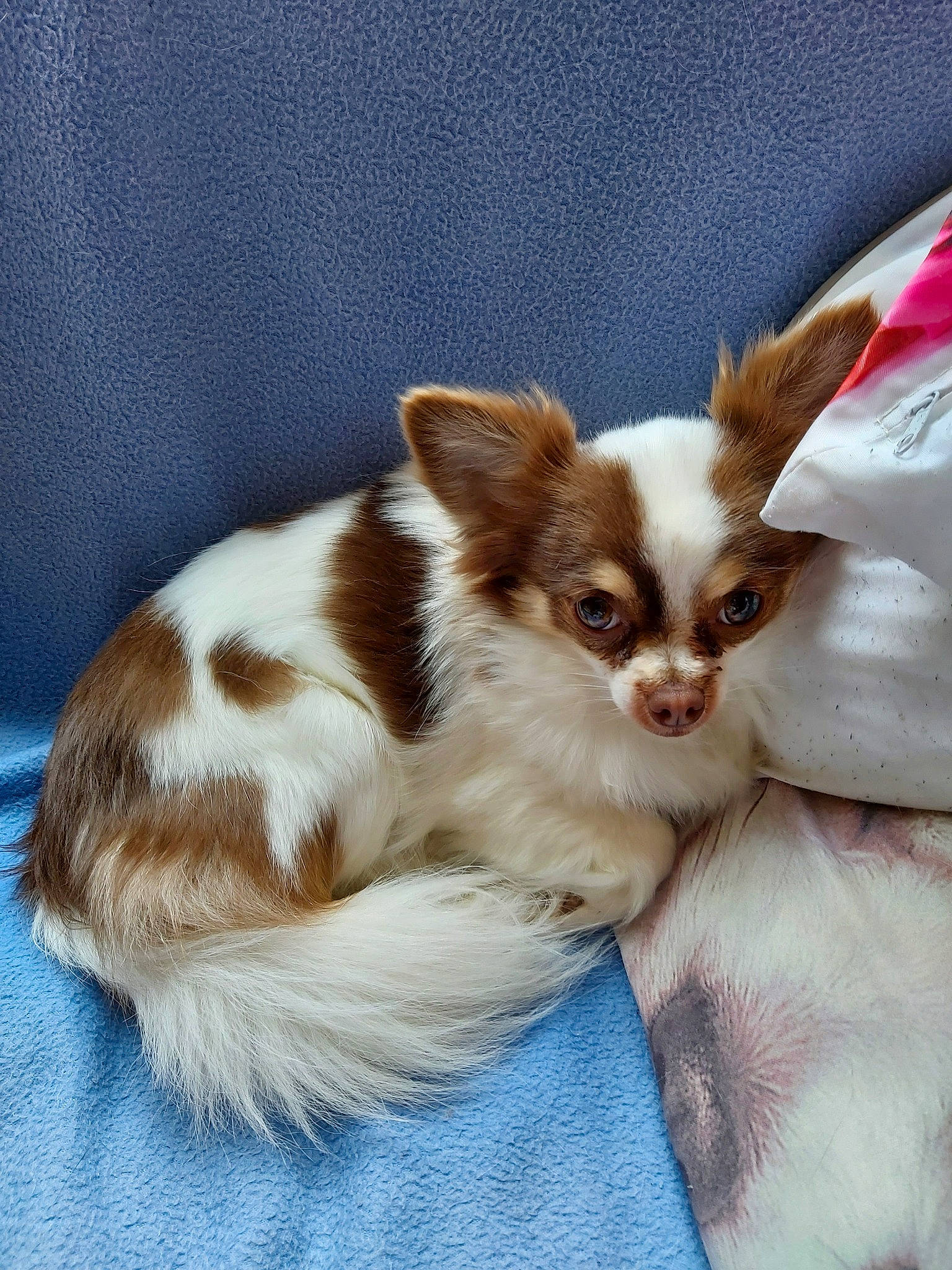 Stella participe au concours pour gagner de l'argent avec cette photo : canidae, carnivore, chihuahua, companion_dog, dog, dog_breed, ear, fawn, mammal, papillon, puppy, sporting_group, toy_dog, vertebrate