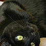 black_cat, cat, pet, animal, yellow_eyes, fur, whiskers, lying_down, close_up, indoor, relaxed, curious, paper, document, face, portrait, cute, domestic_animal, whiskers_visible, sleepy