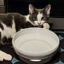 cat, gray_and_white, water_bowl, pet, indoor, curious, animal, paw, resting, feline, close_up, domestic, cute, fur, whiskers, eyes, table, blanket, relaxed, still_life