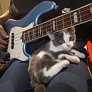 Marley participe au concours pour gagner de l'argent avec cette photo : kitten, cat, electric_bass, guitar, musical_instrument, person, lap, couch, indoor, playing, furniture, pet, animal, gray_and_white, relaxing, close_up, string_instrument, hands, casual, home