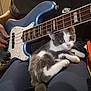 kitten, cat, electric_bass, guitar, musical_instrument, person, lap, couch, indoor, playing, furniture, pet, animal, gray_and_white, relaxing, close_up, string_instrument, hands, casual, home