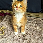 Mochi joined the competition — help win amazing prizes! animal, cat, cozy, curious, cute, domestic, eyes, feline, floor, fur, indoor, kitten, orange_cat, pet, rug, sitting, toy, whiskers, white_paws, young