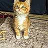 animal, cat, cozy, curious, cute, domestic, eyes, feline, floor, fur, indoor, kitten, orange_cat, pet, rug, sitting, toy, whiskers, white_paws, young