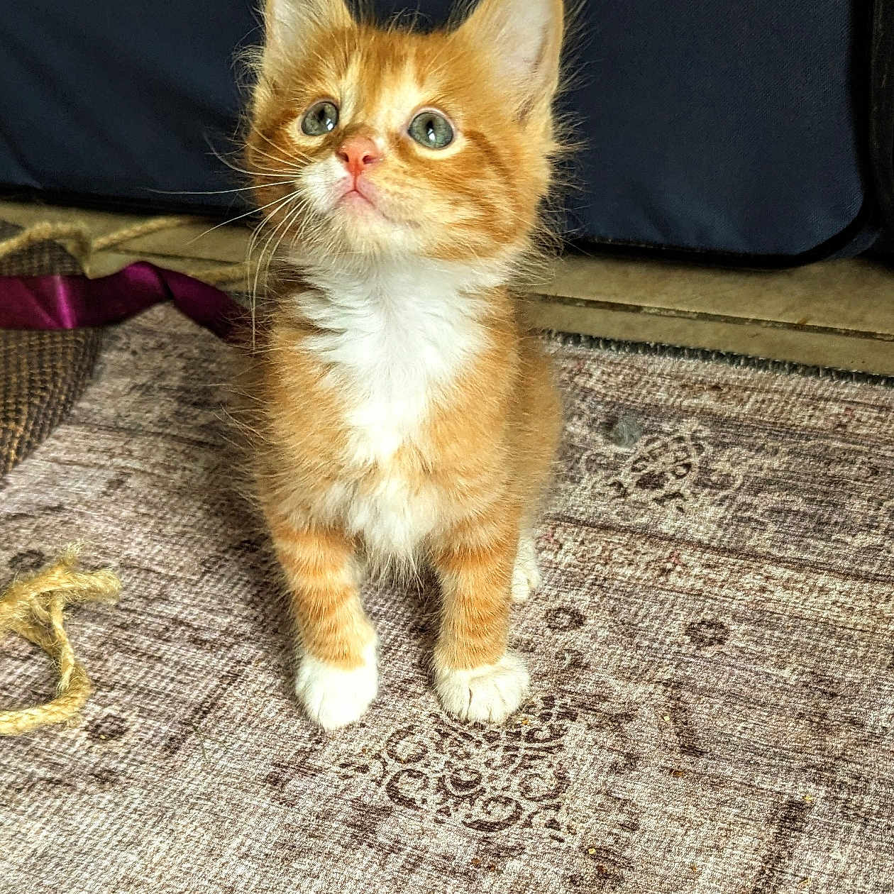 Mochi