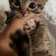 Simba participe au concours pour gagner de l'argent avec cette photo : kitten, cat, paw, close_up, curious, fur, hand, pet, animal, cute, tabby, young, whiskers, indoor, soft, texture, feline, spots, ears, face