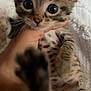 kitten, cat, paw, close_up, curious, fur, hand, pet, animal, cute, tabby, young, whiskers, indoor, soft, texture, feline, spots, ears, face
