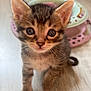 kitten, cat, tabby, cute, pet, animal, floor, toy, indoor, whiskers, ears, small, fur, curious, young, closeup, portrait, mammal, paw, play