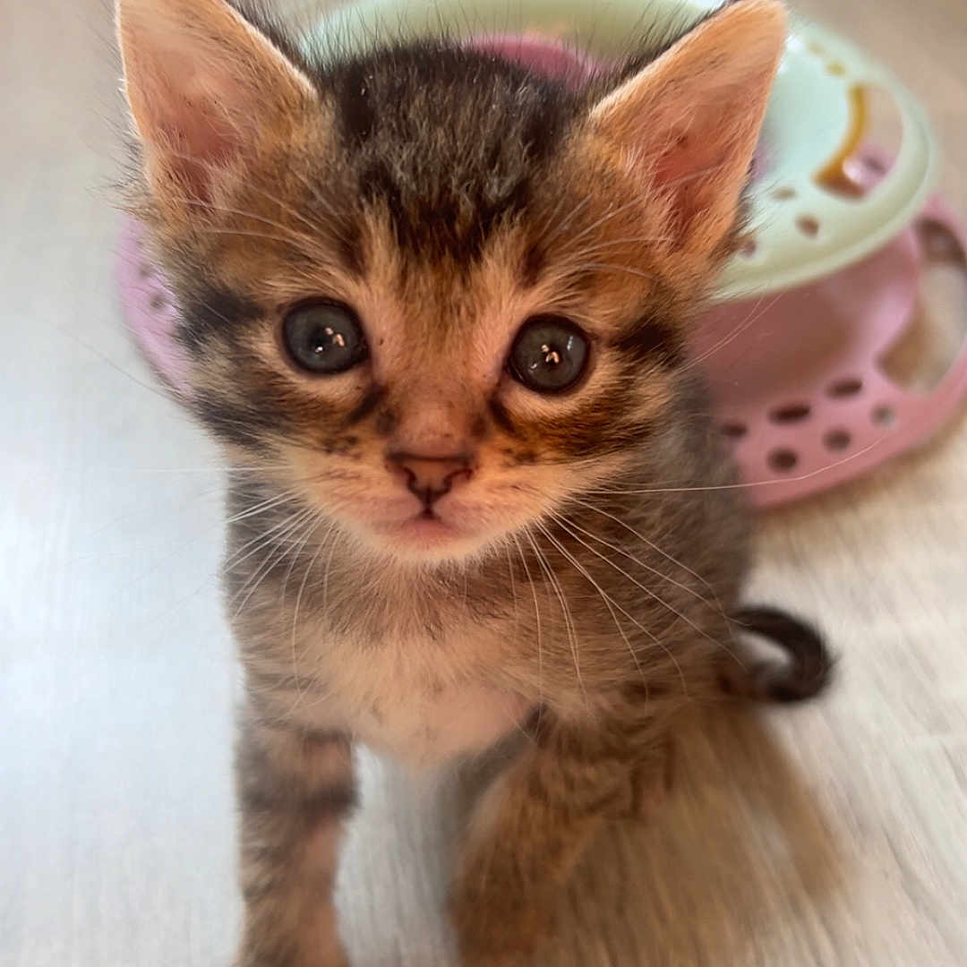 Simba a rejoint le concours — aidez-le/la à gagner de superbes lots ! animal, cat, closeup, curious, cute, ears, floor, fur, indoor, kitten, mammal, paw, pet, play, portrait, small, tabby, toy, whiskers, young