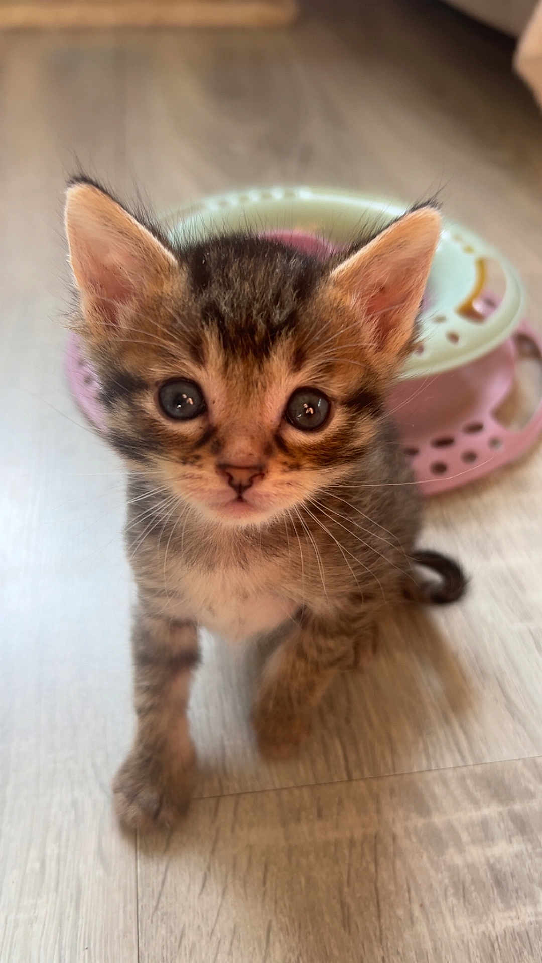 Simba a rejoint le concours — aidez-le/la à gagner de superbes lots ! kitten, cat, tabby, cute, pet, animal, floor, toy, indoor, whiskers, ears, small, fur, curious, young, closeup, portrait, mammal, paw, play