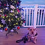 blurred, celebration, christmas_tree, deck, dog, evening, fence, festive, green_tree, holiday, leash, lights, ornaments, outdoor, pet, red_ornaments, water, white_ornaments, winter, wooden_floor