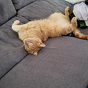 Tigrou participe au concours pour gagner de l'argent avec cette photo : animal, architecture, boy, building, canine, cat, child, couch, cushion, furniture, homedecor, indoors, interiordesign, kitten, livingroom, male, person, pet, room, sleeping