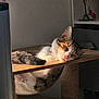 cat, closeup, cozy, decor, domestic_animal, feline, flower, furniture, indoor, paw, peaceful, pet, quiet, relaxing, resting, sleeping, sunlight, tail, warm_light, wooden_shelf