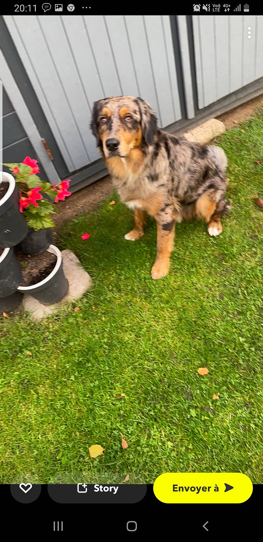 Rosko a rejoint le concours — aidez-le/la à gagner de superbes lots ! annual_plant, art, carnivore, companion_dog, dog, dog_breed, door, flooring, flower, flowerpot, garden, grass, groundcover, herb, houseplant, lawn, petal, plant, shrub, sporting_group
