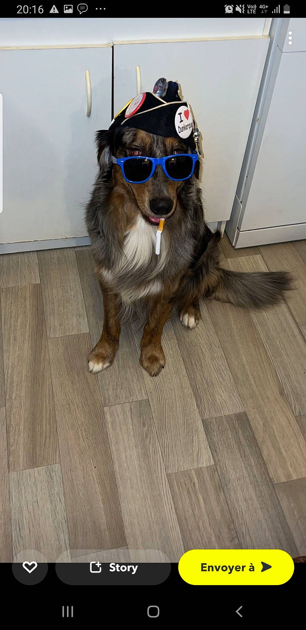 Rosko a rejoint le concours — aidez-le/la à gagner de superbes lots ! carnivore, collar, companion_dog, dog, dog_breed, dog_supply, eyewear, fawn, flooring, glasses, goggles, hardwood, laminate_flooring, personal_protective_equipment, pet_supply, snout, sunglasses, vision_care, wood, working_animal