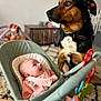 baby, dog, infant, baby_bouncer, toy, indoor, living_room, smiling, pet, animal, child, cute, happy, playtime, furniture, carpet, clothing, person, domestic, friendship