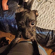 Mustang is registered to the contest to win money with this photo: puppy, dog, black_dog, pet, indoor, bed, blanket, person, arm, closeup, cute, looking_up, floor, carpet, animal, young_dog, legs, home, texture, curious