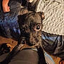 puppy, dog, black_dog, pet, indoor, bed, blanket, person, arm, closeup, cute, looking_up, floor, carpet, animal, young_dog, legs, home, texture, curious