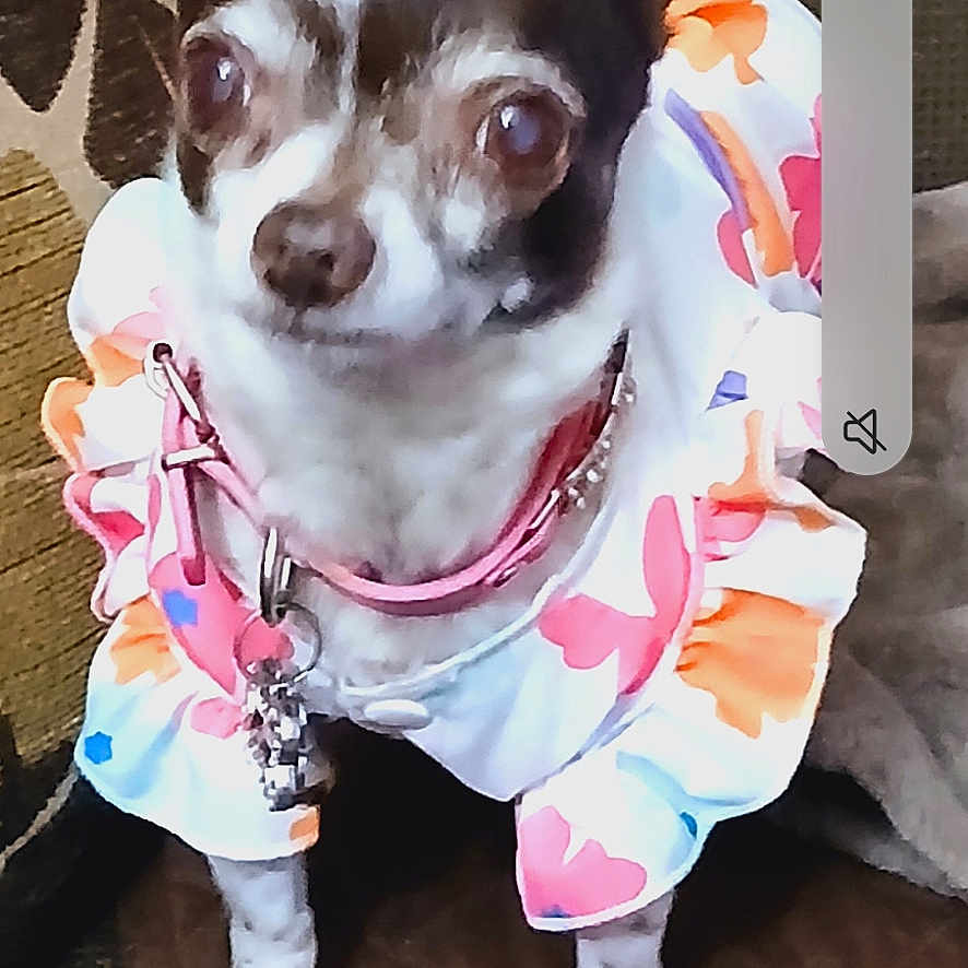 Bitzie joined the competition — help win amazing prizes! animal, blanket, bostonbull, bulldog, canine, chihuahua, clothing, coat, cushion, dog, electronics, face, hat, homedecor, indoors, interiordesign, mobilephone, pet, phone, puppy