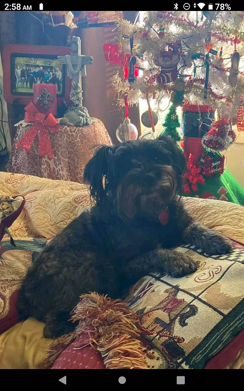 Kalie is registered to the contest to win money with this photo: art, canidae, carnivore, companion_dog, dog, dog_breed, event, felidae, fur, guard_dog, holiday, linens, room, sporting_group, square, still_life, tints_and_shades, toy_dog, tree, visual_arts