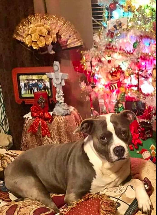 Rex is registered to the contest to win money with this photo: carnivore, christmas, christmas_decoration, christmas_ornament, christmas_tree, collar, companion_dog, dog, dog_breed, dog_collar, event, fawn, holiday, interior_design, ornament, picture_frame, plant, room, window, working_animal