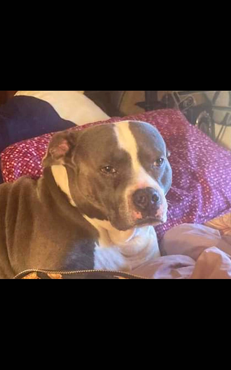 Rex joined the competition — help win amazing prizes! canidae, carnivore, comfort, companion_dog, couch, dog, dog_breed, dogo_argentino, ear, fawn, guard_dog, non_sporting_group, pit_bull, puppy_love, snout, sporting_group, toy_dog, whiskers, working_animal, wrinkle