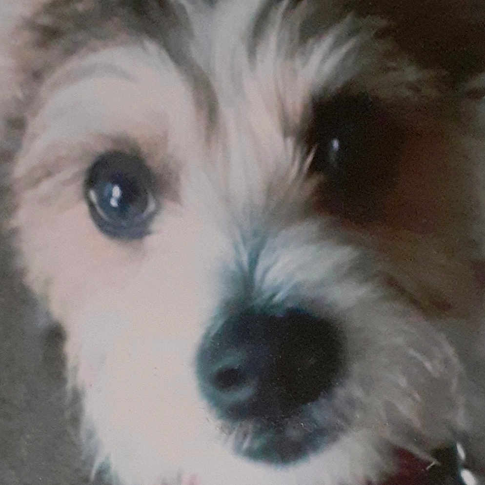 Gizmo