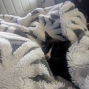 Piper Williamson is registered to the contest to win money with this photo: kitten, cat, blanket, cozy, indoor, black_and_white, pet, fur, small, cute, animal, soft, texture, curious, lying_down, resting, domestic, home, warm, comfort