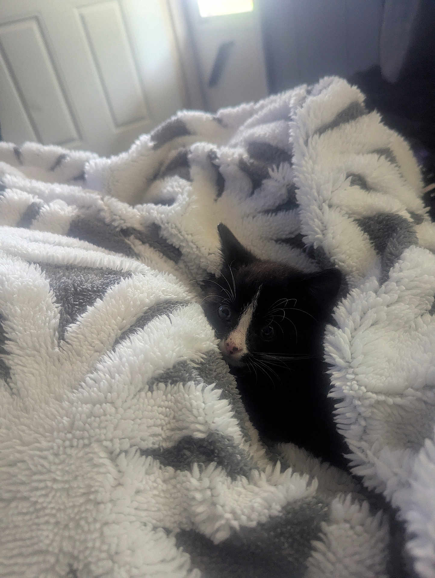 Piper Williamson is registered to the contest to win money with this photo: kitten, cat, blanket, cozy, indoor, black_and_white, pet, fur, small, cute, animal, soft, texture, curious, lying_down, resting, domestic, home, warm, comfort