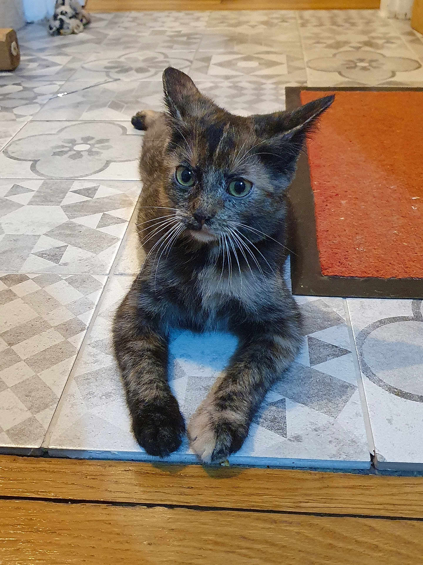 Mya participe au concours pour gagner de l'argent avec cette photo : cat, kitten, tortoiseshell, feline, pet, whiskers, green_eyes, paws, tile_floor, patterned_tile, doormat, indoor, portrait, close_up, sitting, looking_at_camera, domestic, wood_floor_edge, entryway, young_cat