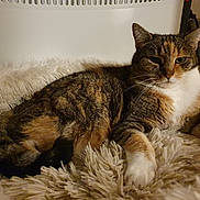 Maya a rejoint le concours — aidez-le/la à gagner de superbes lots ! cat, feline, pet, calico, tabby, fur, whiskers, paws, lounging, cozy, blanket, bed, indoor, relaxed, portrait, green_eyes, fluffy_bed, domestic_cat, warm_lighting, closeup