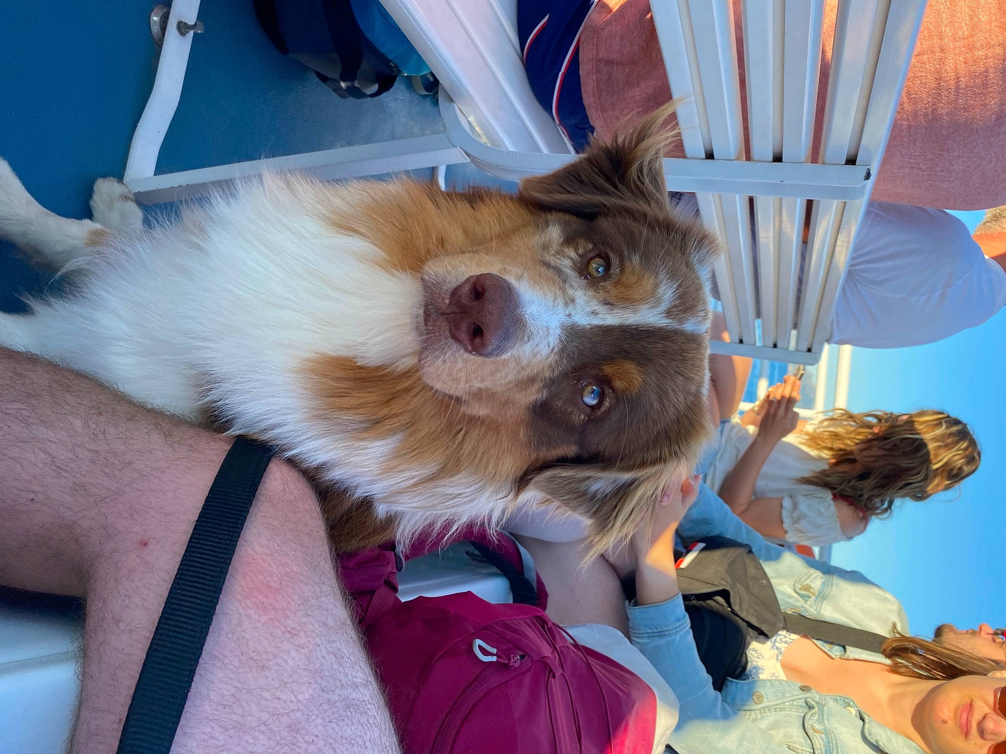 Twix participe au concours pour gagner de l'argent avec cette photo : canidae, carnivore, chair, collar, companion_dog, dog, dog_breed, fashion_accessory, fawn, fur, leash, leisure, non_sporting_group, party_hat, pomeranian, snout, spitz, sporting_group, toy_dog, whiskers