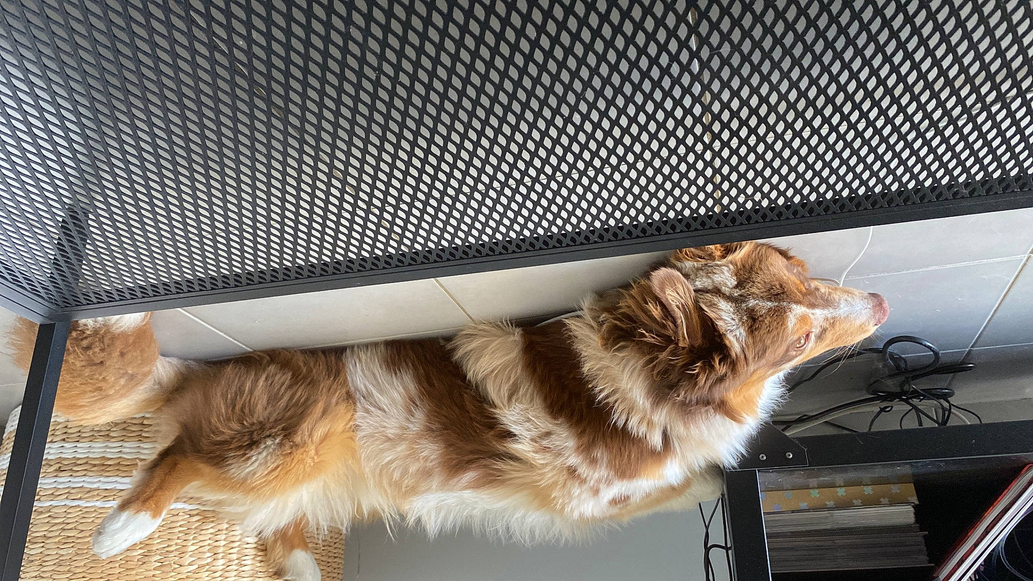 Twix a rejoint le concours — aidez-le/la à gagner de superbes lots ! canidae, carnivore, claw, comfort, companion_dog, dog, dog_breed, domestic_short_haired_cat, felidae, fur, paw, pet_supply, room, small_to_medium_sized_cats, snout, sporting_group, tail, whiskers, window, wood