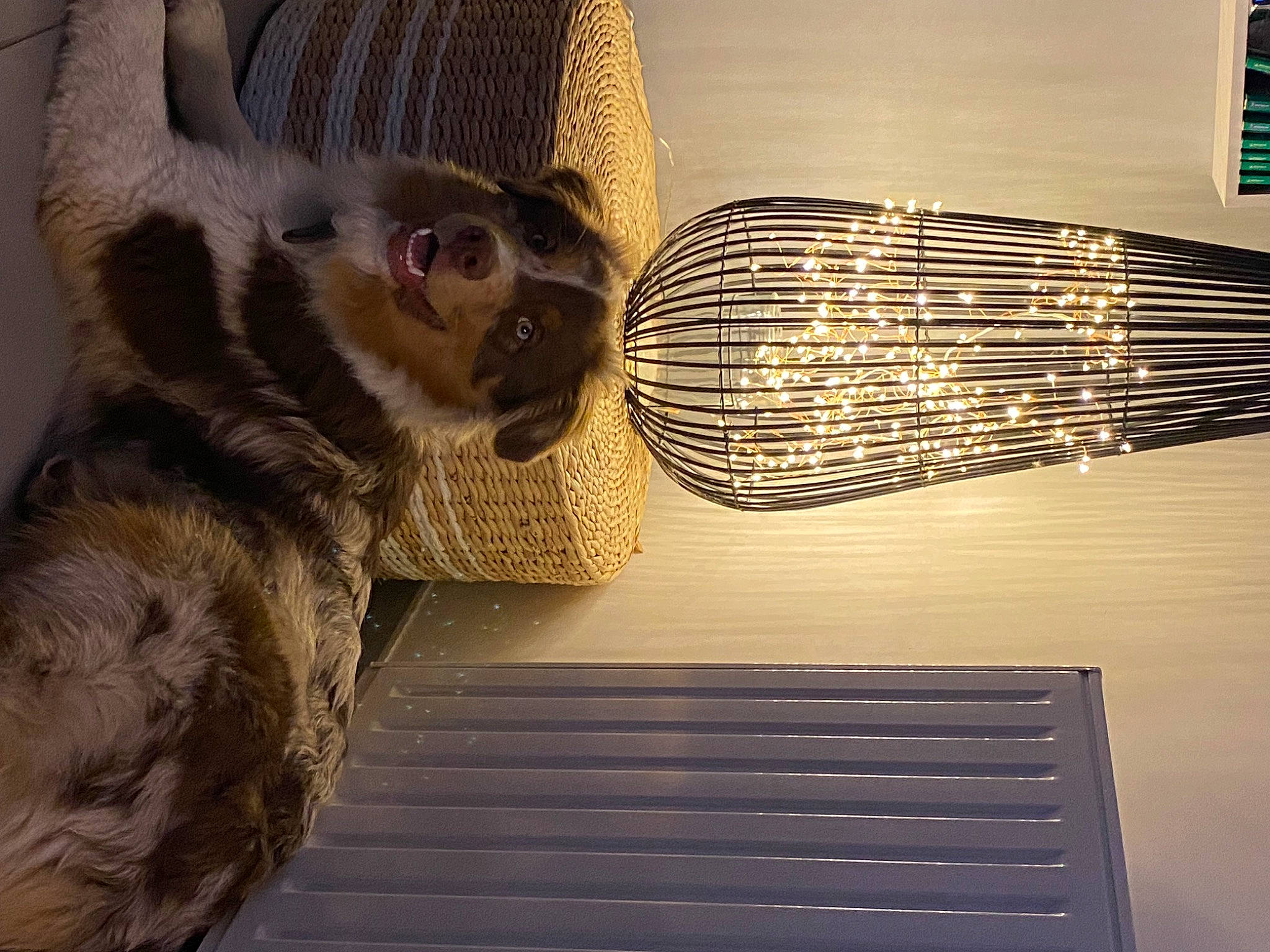 Twix a rejoint le concours — aidez-le/la à gagner de superbes lots ! animal_shelter, automotive_lighting, cage, carnivore, comfort, dog_breed, domestic_short_haired_cat, felidae, flooring, fur, heat, mesh, paw, pet_supply, room, small_to_medium_sized_cats, tail, vertebrate, whiskers, wood