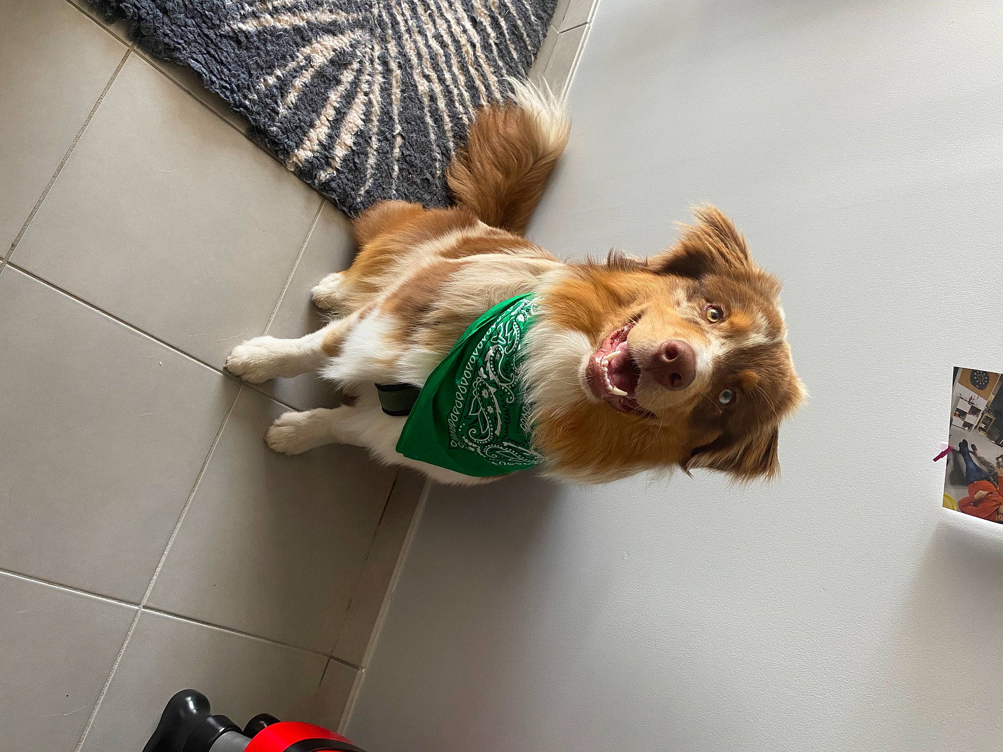 Twix a rejoint le concours — aidez-le/la à gagner de superbes lots ! canidae, carmine, carnivore, collar, companion_dog, dog, dog_breed, dog_clothes, dog_supply, fawn, felidae, flooring, fur, leash, liver, snout, sporting_group, tail, working_animal