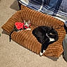 Mayonnaise is registered to the contest to win money with this photo: animal, bedroom, black_cat, brown_bed, carpet, cat, cats, cozy, curious, cute, feline, indoor, pet_bed, plaid_bedspread, polka_dot, red_clothing, relaxing, resting, tabby_cat, white_cat